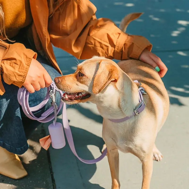 Purple collar and leash on dog
