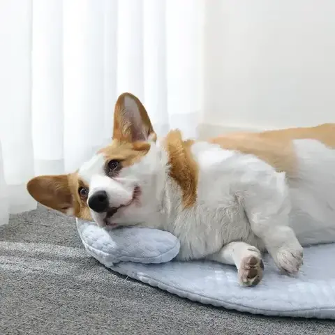 Dog resting on removable bolster cooling mat