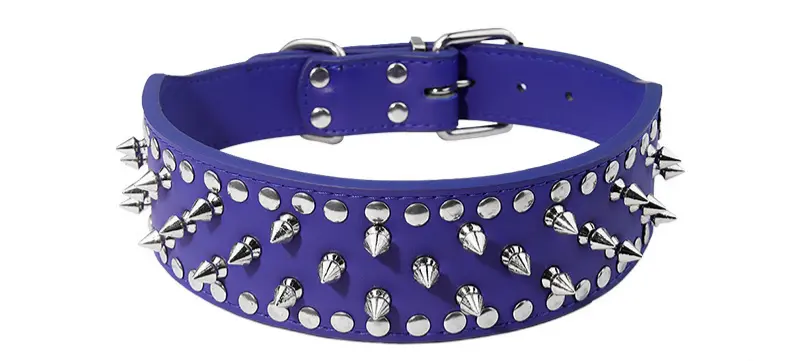 Blue wide studded spike collar
